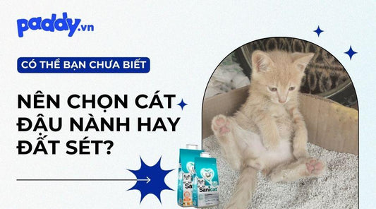 Cát đậu nành và cát đất sét cát nào tốt hơn? - Paddy Pet Shop