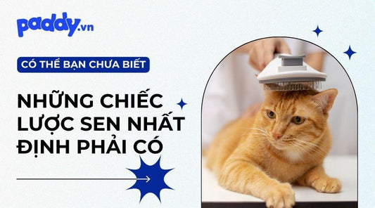 Top 7 Lược chải lông chó mèo gỡ rối, giảm rụng lông - Paddy Pet Shop