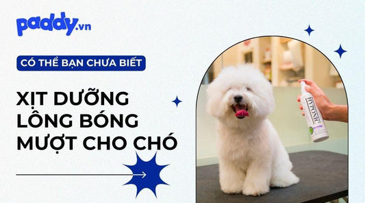 Top 5 xịt dưỡng lông bóng mượt dành cho chó tốt nhất - Paddy Pet Shop