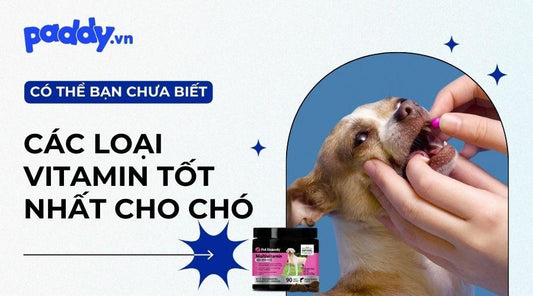 Top 5 loại Vitamin dành cho chó tốt nhất - Paddy Pet Shop