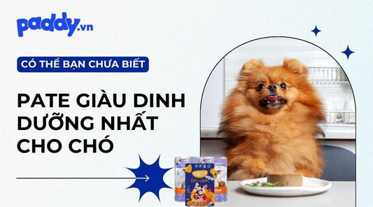 Top 12 loại pate cho chó giàu dinh dưỡng nhất hiện nay - Paddy Pet Shop