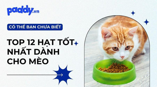 Top 12 Loại Thức Ăn Hạt Cho Mèo Tốt Nhất 2023 - Paddy Pet Shop