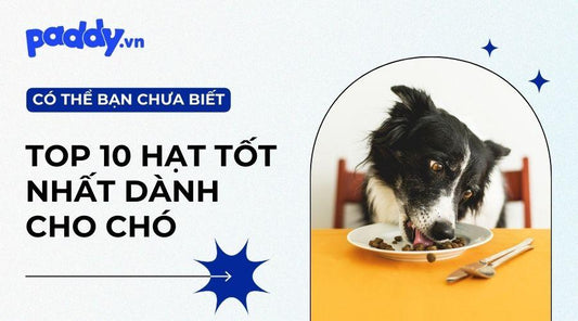 Top 10 loại thức ăn hạt cho chó tốt nhất hiện nay - Paddy Pet Shop