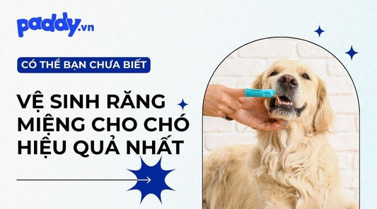Top 10 sản phẩm vệ sinh răng miệng cho chó - Paddy Pet Shop