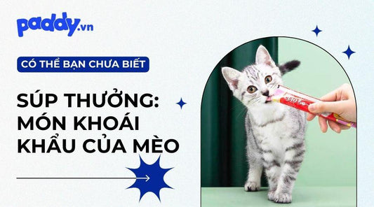 Top 11 loại súp thưởng cho mèo tốt nhất hiện nay - Paddy Pet Shop