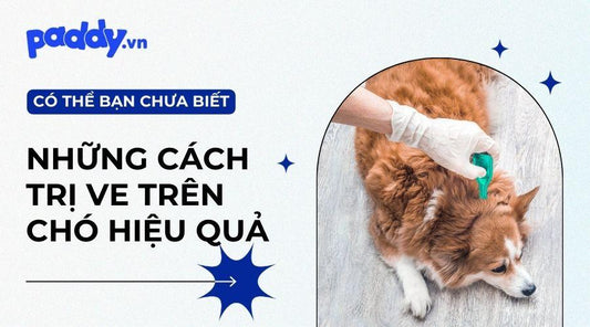 Top 10 các loại thuốc trị ve cho chó tốt nhất hiện nay - Paddy Pet Shop