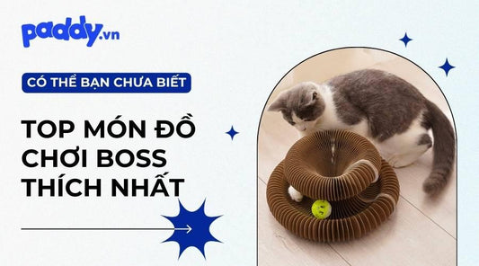 Top 10 Món Đồ Chơi Mèo Yêu Thích Nhất - Paddy Pet Shop