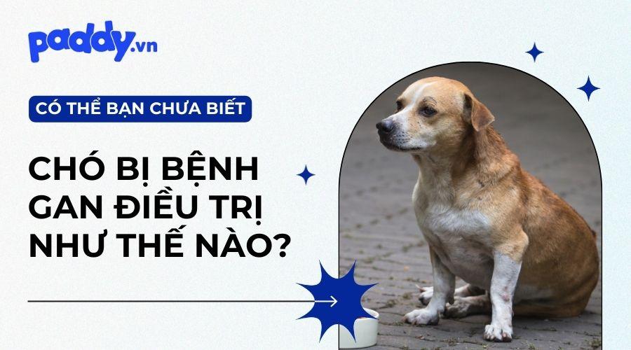 Bệnh Gan Ở Chó Và Cách Điều Trị - Paddy Pet Shop