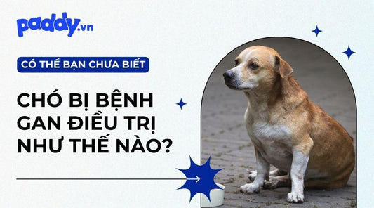 Bệnh Gan Ở Chó Và Cách Điều Trị - Paddy Pet Shop