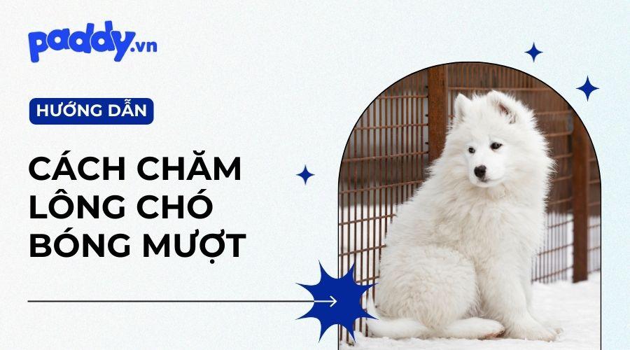 Bí mật chăm sóc lông chó mượt và sáng bóng - Paddy Pet Shop