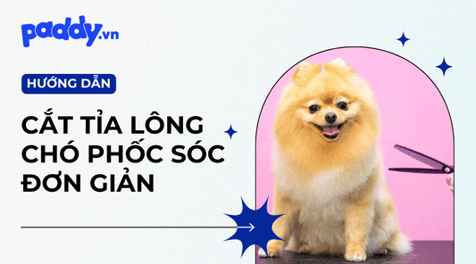 Cách Cắt Tỉa Lông Chó Phốc Sóc Tại Nhà Dễ Thực Hành - Paddy Pet Shop