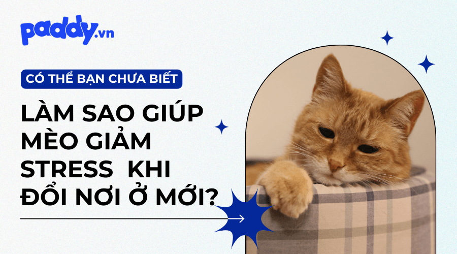 Cách Giúp Mèo Giảm Căng Thẳng Sau Khi Chuyển Chỗ Mới - Paddy Pet Shop