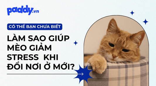 Cách Giúp Mèo Giảm Căng Thẳng Sau Khi Chuyển Chỗ Mới - Paddy Pet Shop