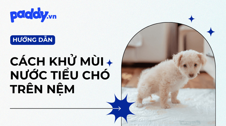 Cách Khử Mùi Nước Tiểu Chó Trên Nệm Sạch Sẽ - Paddy Pet Shop