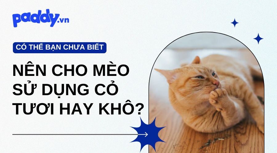 nên cho mèo sử dụng cỏ mèo tươi hay khô