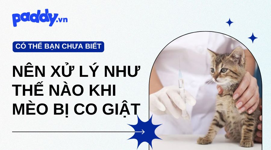 Mèo Bị Co Giật Xử Lý Như Thế Nào?