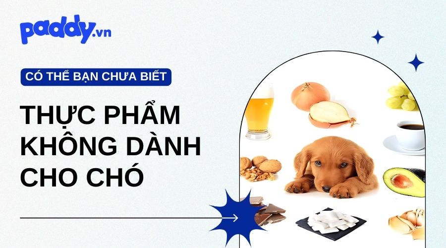 Thức Ăn Cho Người Có Hại Cho Chó Không? - Paddy Pet Shop