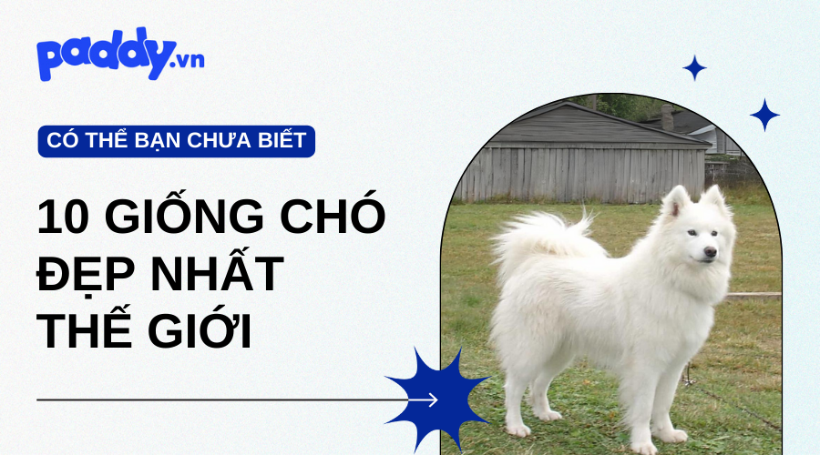 Top 10 Giống Chó Đẹp Nhất Thế Giới - Paddy Pet Shop