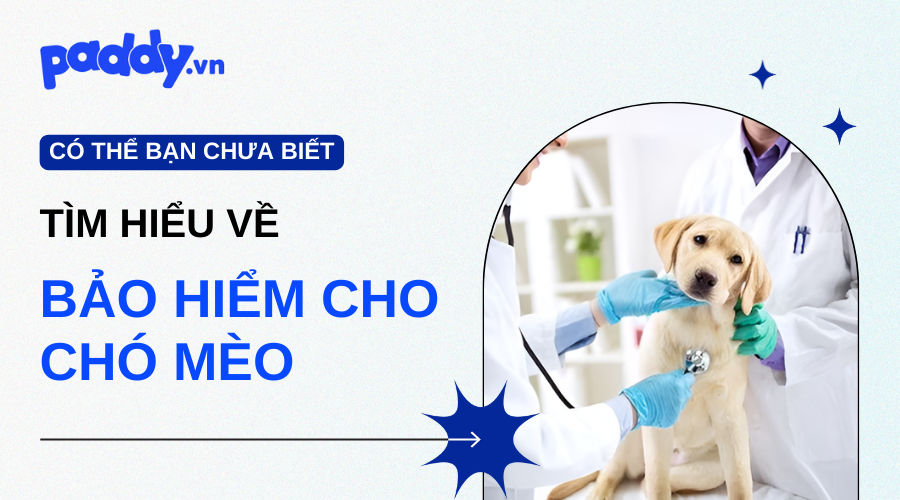 Mua Bảo Hiểm Cho Chó Mèo Bạn Nên Biết - Paddy Pet Shop