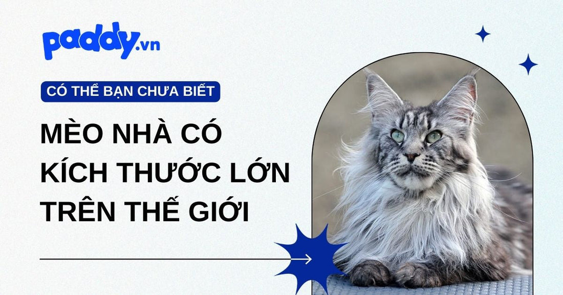 Khám phá các giống mèo nhà có kích thước lớn và nặng ký nhất thế giới – Đặc điểm, cân nặng, chiều cao, tính cách