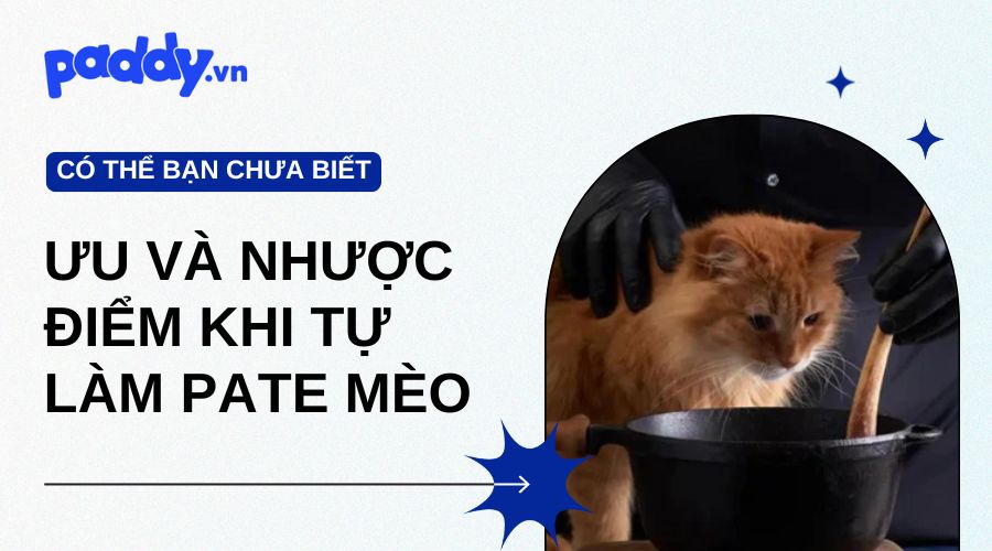 ưu điểm và nhược điểm khi tự làm pate mèo