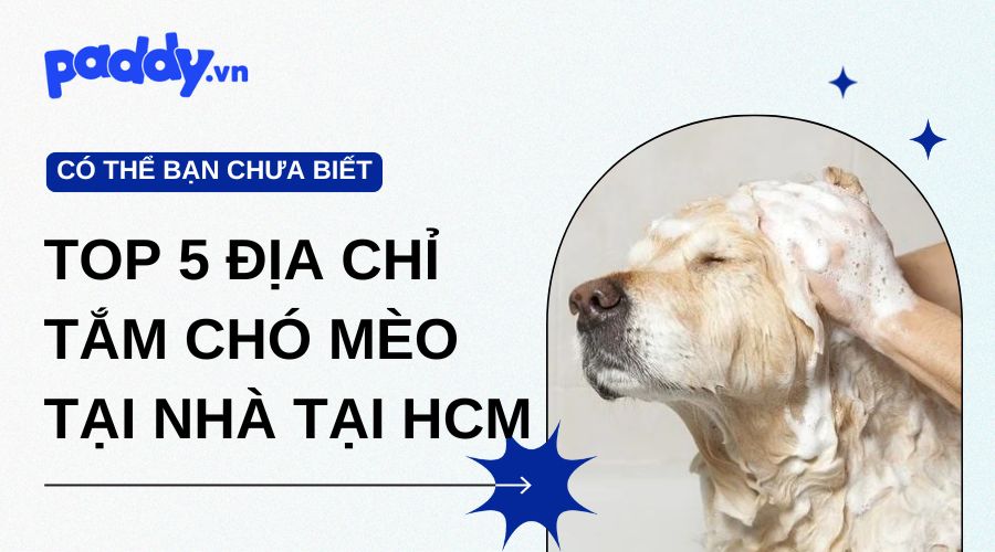 Top 5 địa chỉ cung cấp dịch vụ tắm cho chó mèo tại nhà uy tín tại TP. HCM