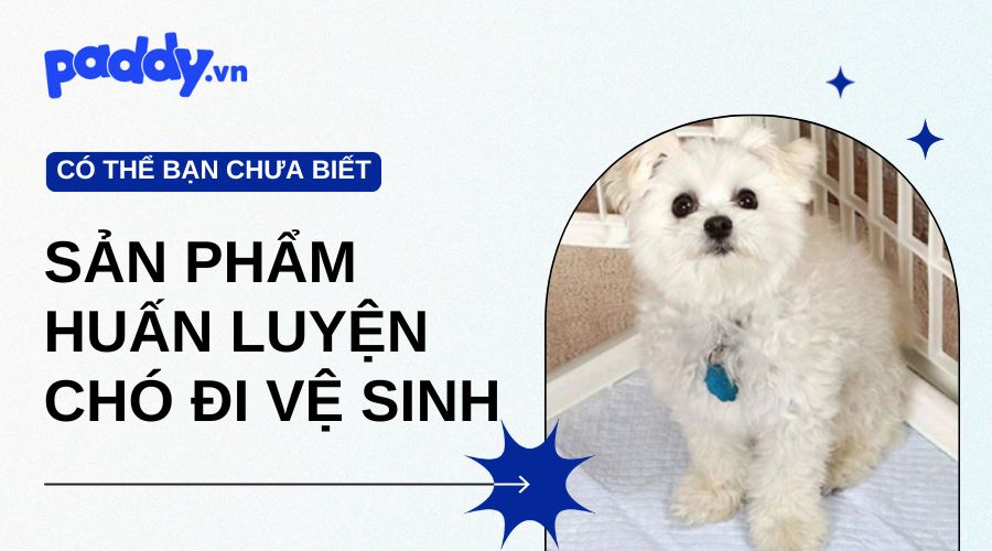 Sản Phẩm Hỗ Trợ Huấn Luyện Chó Đi Vệ Sinh Đúng Chỗ