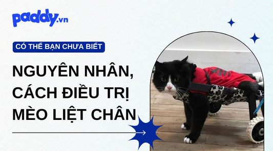 Nguyên Nhân Và Cách Điều Trị Mèo Bị Liệt Chân