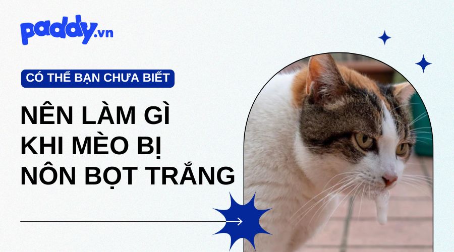 Phòng Tránh Và Cách Chữa Bệnh Cho Mèo Bị Nôn Bọt Trắng - Paddy – Paddy 