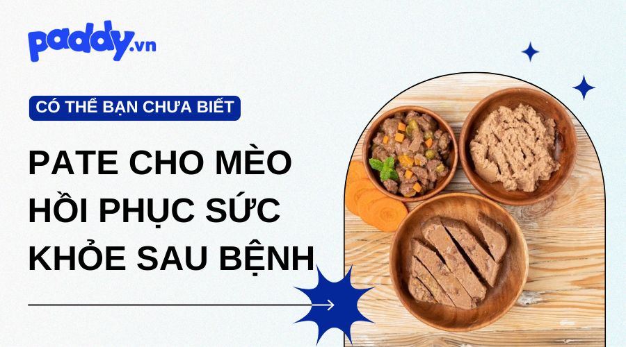 Gợi ý các loại pate cho mèo hồi phục sức khỏe sau bệnh