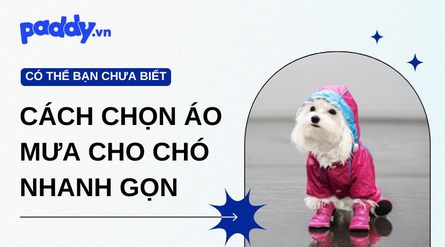Áo mưa cho chó có thật sự cần? Cách chọn nhanh gọn!