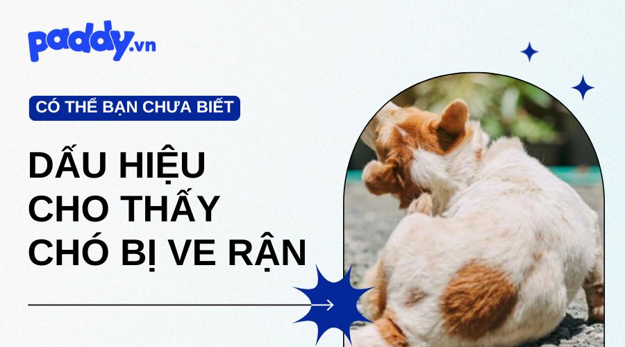 dấu hiệu cho thấy chó bị ve rận