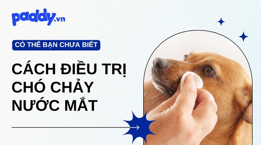 Nguyên Nhân Và Cách Điều Trị Chó Chảy Nước Mắt