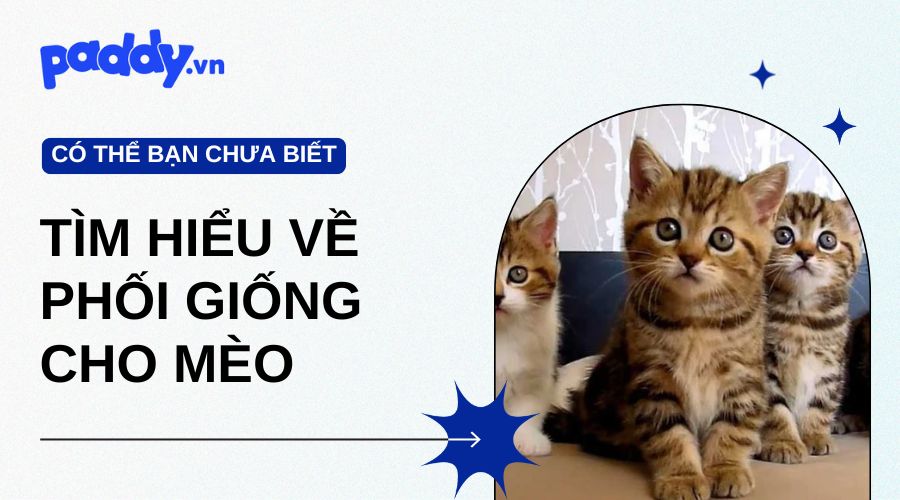 Tìm Hiểu Về Phối Giống Cho Mèo Chuyên Sâu