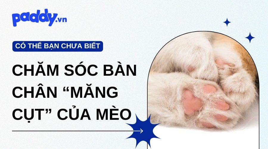 Bí Quyết Chăm Sóc Bàn Chân “Măng Cụt” Của Mèo Múp Tròn