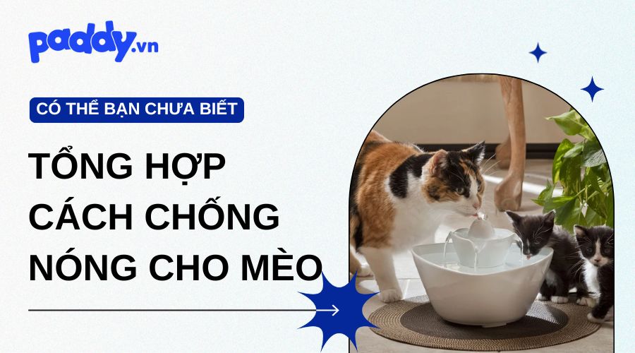 Tổng hợp cách chống nóng cho mèo hiệu quả – Giữ mèo mát, khỏe mùa hè