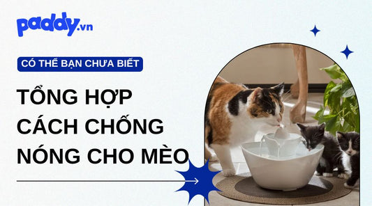 Tổng hợp cách chống nóng cho mèo hiệu quả – Giữ mèo mát, khỏe mùa hè