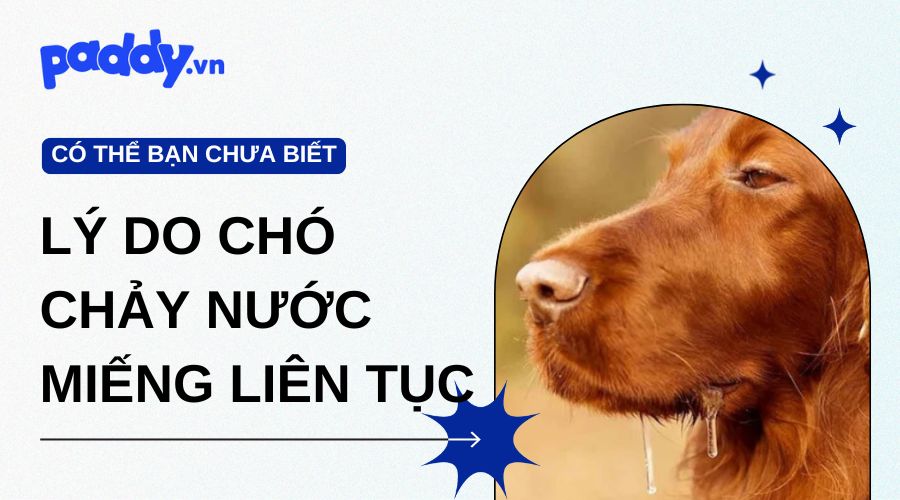 Những lý do khiến chó chảy nhiều nước miếng liên tục