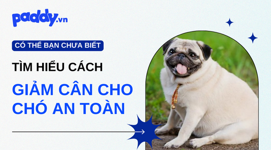 Cách Giảm Cân Cho Chó An Toàn - Paddy Pet Shop