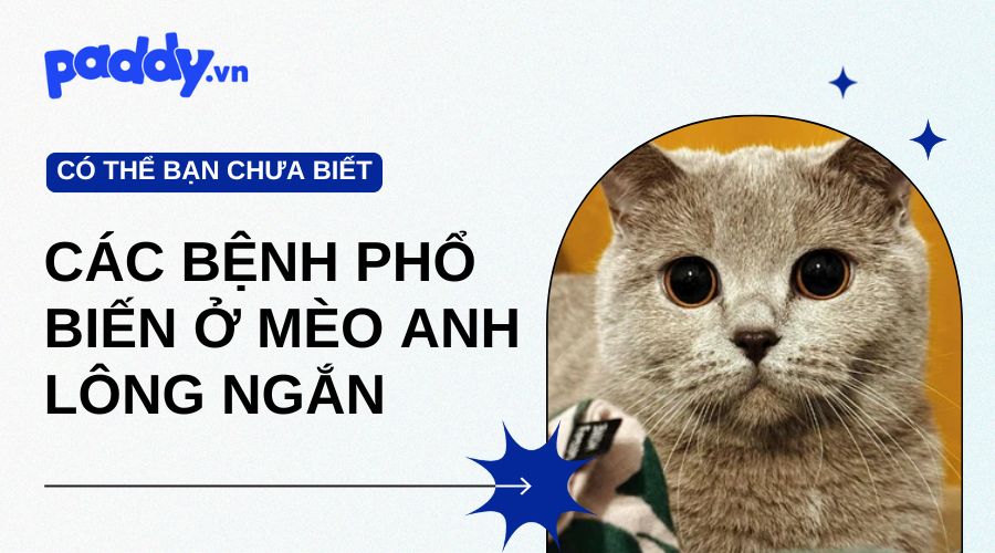 Các bệnh thường gặp ở mèo Anh