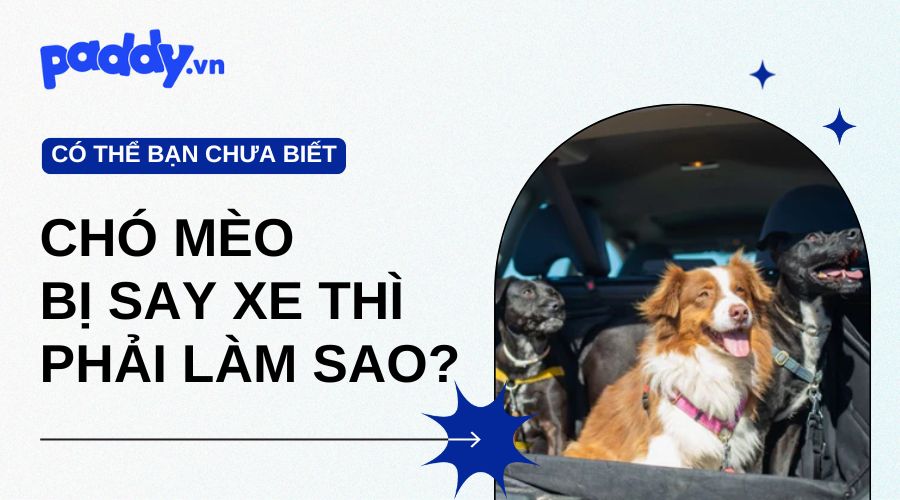 Chó Mèo Bị Say Xe Thì Phải Làm Sao?