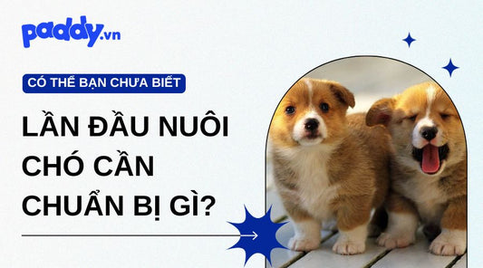 Lần đầu nuôi chó cần chuẩn bị gì? Những vật dụng cần lưu ý