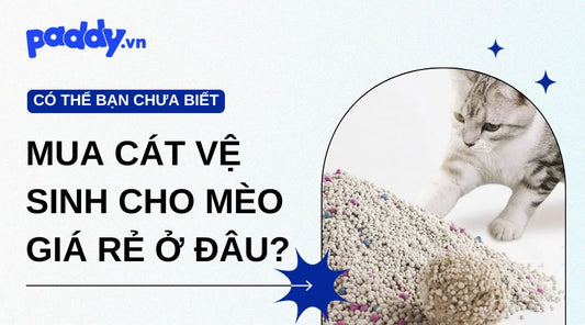 Cát vệ sinh cho mèo là gì? Nên mua cát vệ sinh cho mèo giá rẻ ở đâu?