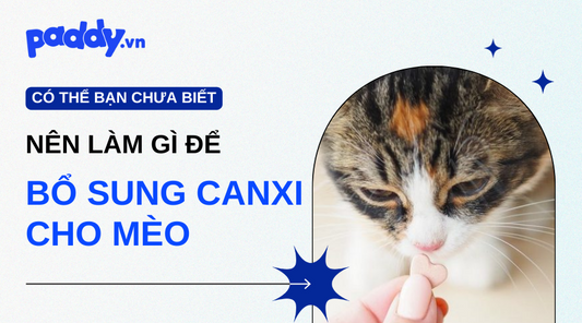 Cách Bổ Sung Canxi Cho Mèo Con Và Trưởng ThànhCách Bổ Sung Canxi Cho Mèo Con Và Trưởng Thành