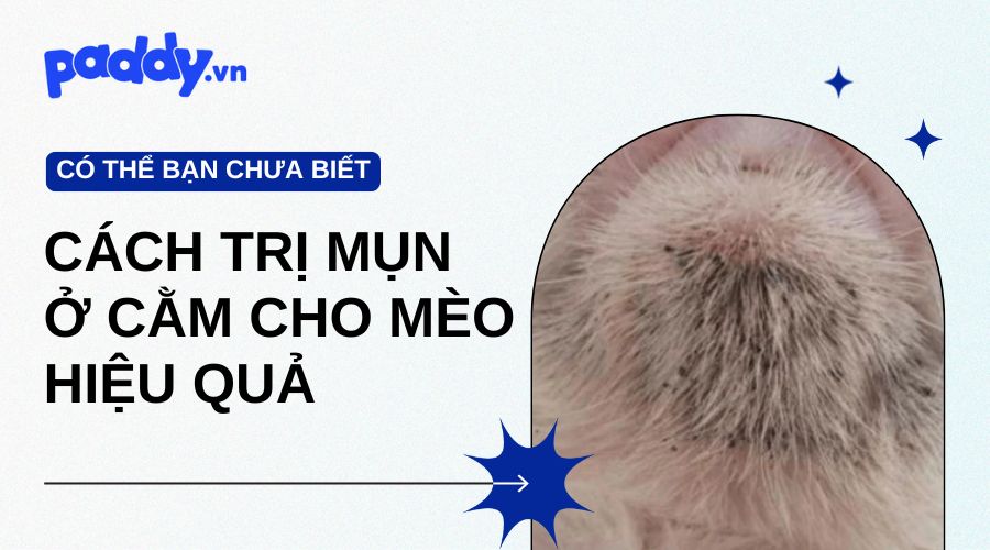 Cách Trị Mụn Ở Cằm Cho Mèo Hiệu Quả