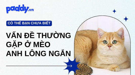 Top Các Vấn Đề Sức Khỏe Thường Gặp Ở Mèo Anh Lông Ngắn