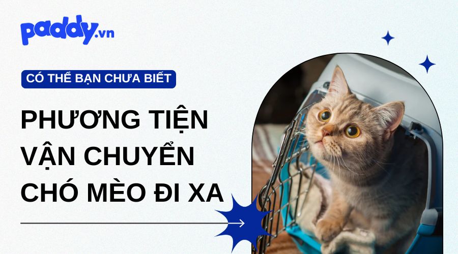 Phương Tiện Vận Chuyển Chó Mèo Đi Xa