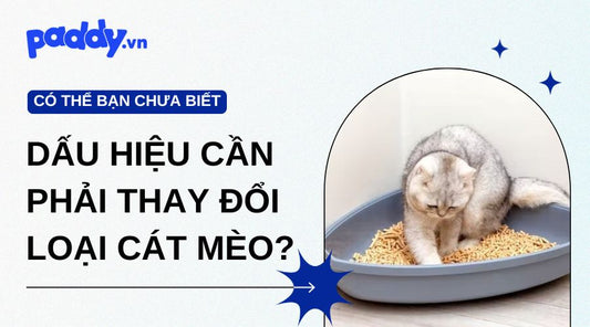 Những dấu hiệu cần thay đổi loại cát mèo khác mà các Sen cần phải biết?