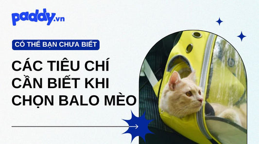 các tiêu chí cần biết khi chọn balo mèo