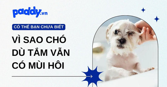 7 Nguyên nhân khiến chó dù tắm vẫn có mùi hôi - Cảnh báo vấn đề sức khỏe tiềm ẩn mà Sen cần biết
